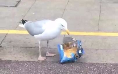 In broad daylight, an audacious seagull thief sneaks into the supermarket to steal—clearly a seasone