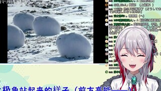 日本天然小姐姐看 《北极兔站起来的样子》震惊了的反应