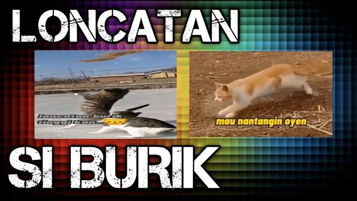KUCING LUCU MAU NANTANGIN SI OYEN 🔴 FUNNY CATS