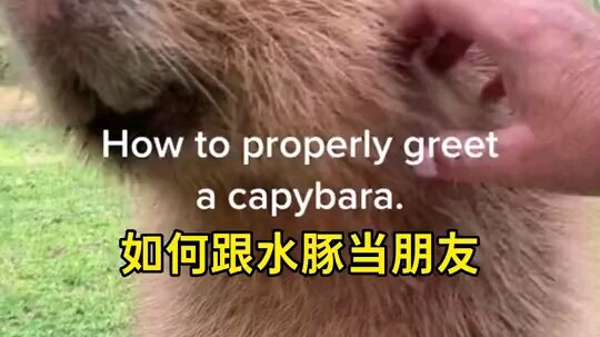 How to Befriend a Capybara