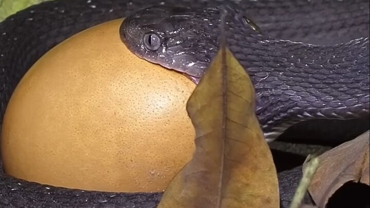 Can this little snake successfully swallow an egg five times larger than its head?