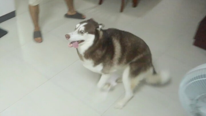Husky: Selama kecepatanku cukup tinggi, ludahmu pasti takkan mengenai aku!