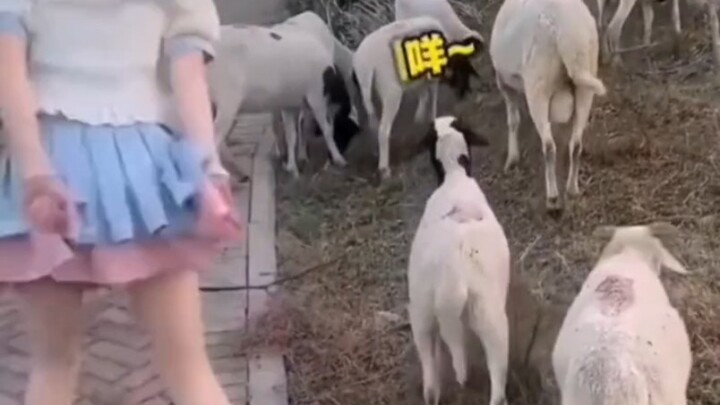 少女与羊