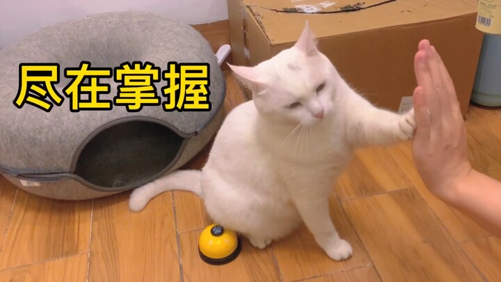 The results are out—our child has been accepted to Tsinghua University!