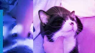 frenzied! An underground cat-sucking place surprisingly offers young model services! Reporters were 