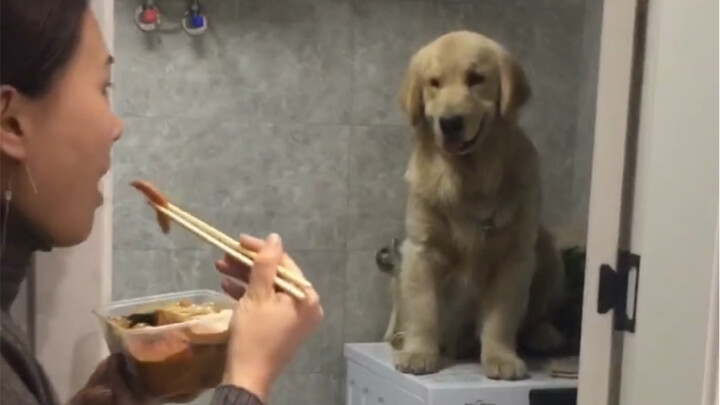 Who says if you just leave the dog alone, he’ll come down by himself??