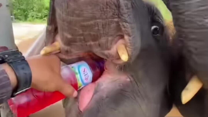2 ekor bayi gajah berebut minum, mulutnya menganga lebar sambil menjerit-jerit 🤣