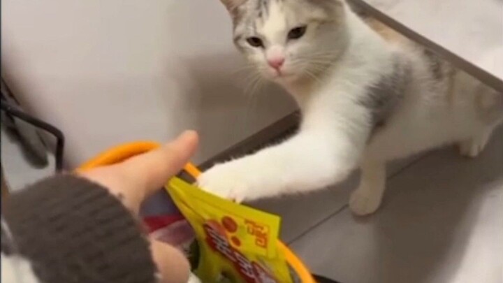 mpus ngeyel