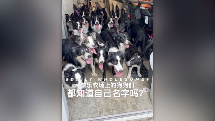 Do all the dogs on Happy Farm know their own names?