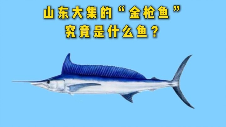 “Cá ngừ vây vàng” trên chợ phiên Sơn Đông rốt cuộc là loại cá gì?