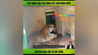 Top Video Giải Cứu Động Vật hay nhất reviewphim nnt_review mereviewphim