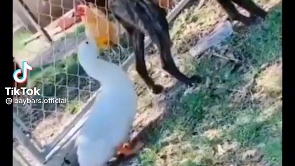 Dont lauch this video