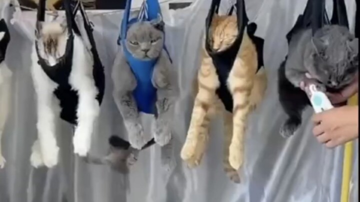 แมวไม่ยอมให้ตัดเล็บเหรอ? ดูฉันสิ!