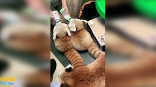 Sitting neatly and drinking milk, the little panda is so adorable!