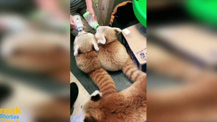 Sitting neatly and drinking milk, the little panda is so adorable!