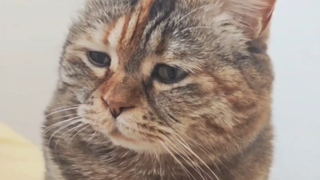 我只是一只窝囊猫猫