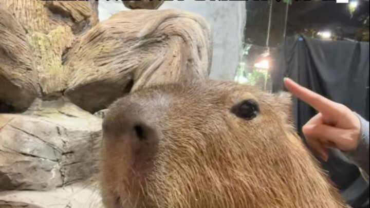 حديقة الحيوان التي أخذت صديقي إليها مرارًا!