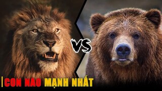 SƯ TỬ VS GẤU XÁM - Con nào mạnh nhất ?