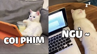 MÙA DỊCH NÀY THÌ Ở NHÀ LÀM GÌ ? | Pets TV