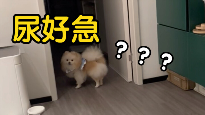 “When You Stop a Dog That Really Needs to Pee” — Hilarious Beyond Belief!!!