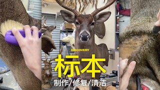 标本的制作/修复/清洁