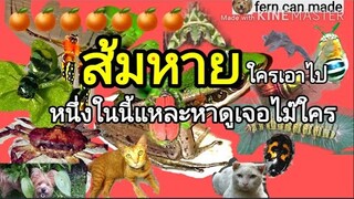 ส้มเขียวหวาน หายไปไหน? ทายซิว่าใครเอาไป