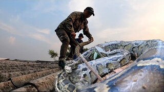 Đối Mặt 60 Phút Với Trăn Tinh Trên Nóc Nhà Mục Nát | Đại 87 Săn Bắt Vùng Cao