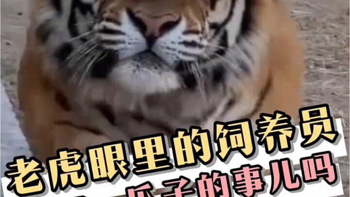 Pengasuh di mata harimau: Sebenarnya kamu lagi ngapain?