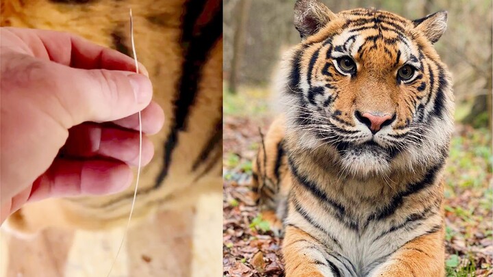 Did your tiger lose a whisker? Let me take a look!