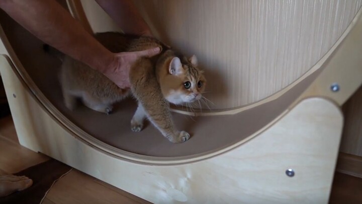 Hosico the cat has a new toy—will it like it?