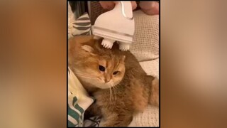 Meo Meo những chú mèomeow meocute dangyeu#dethuong cute pets