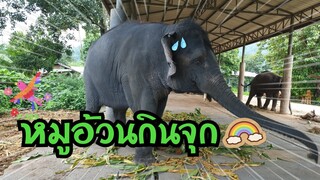 อ้วนเหมือนหมูเลยกินจุกด้วย