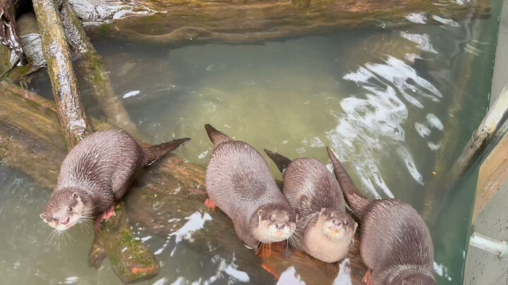 So polite—everyone came in line…