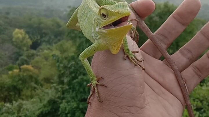 Bunglon surai (Bronchocela Jubata) greenlizard