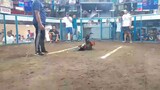 2 cock ulotan @ villanueva cockpit arena - dugonghatch win (champion)