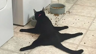 Funniest Cats 😹 - Dont try to hold back Laughter 😂 - Funny Cats Life