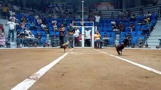 Pure "Fantastic" Dome - Unscratched - "Cutting + Speed"- 2024 FIGBA 8-Stag Derby winner