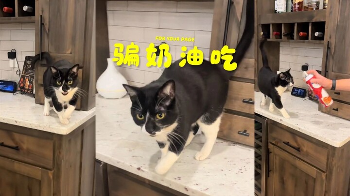The milk-cow cat’s at it again, pretending to have a wounded paw to trick everyone into feeding her 