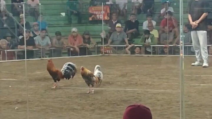 Hindi na nakayanang tumuka. (Dalusapi)