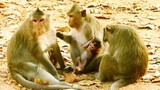 Sweet Family monkey so lovely