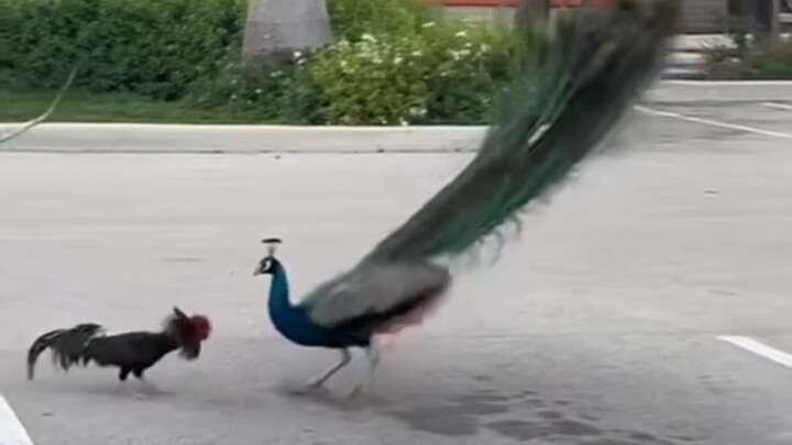 Ayam jantan vs merak tetapi disisipi aizo