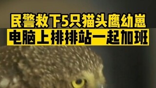 猫头鹰幼崽再可爱，也不能随意在家饲养哦