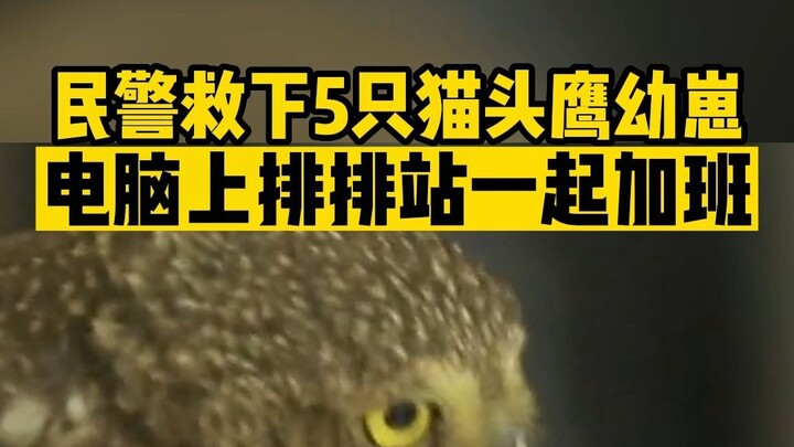 猫头鹰幼崽再可爱，也不能随意在家饲养哦