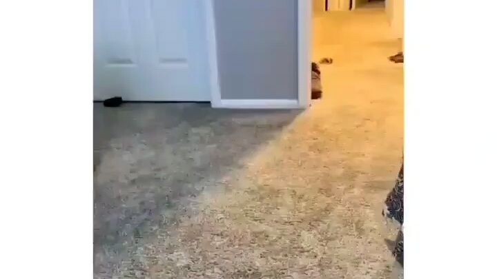 The Wisest dog