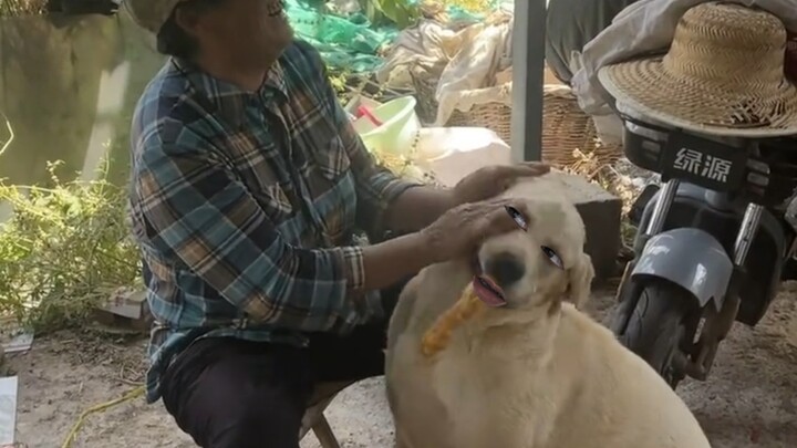 When the Dog Insists on Letting Auntie Have a Bite of a Fried Dough Stick