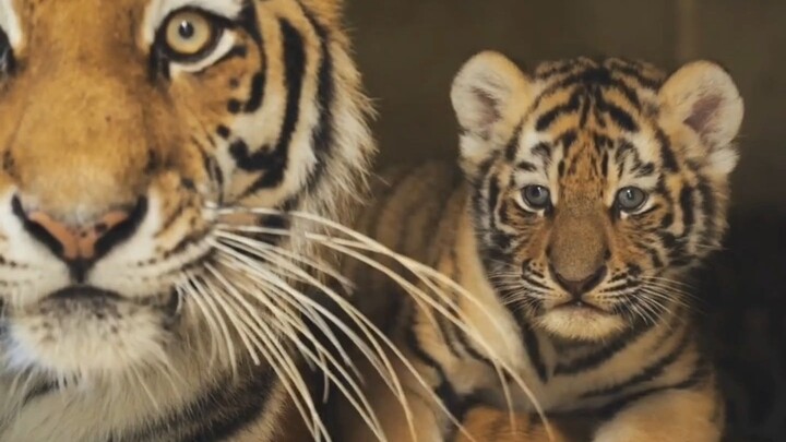 “Mom’s whiskers tickle my eyes…” The little tiger cuddles with its beloved tiger mom.