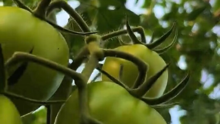 Agro life in Malaysia #reelsvideoシ #newsupdates #agriculture #followers #malaysia #everyone #farming
