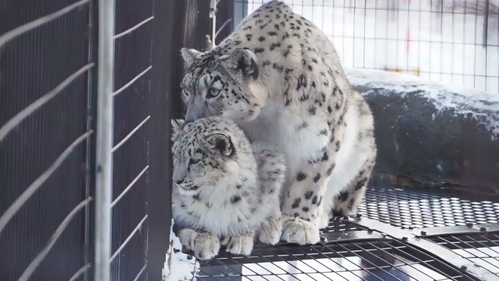 【Snow Leopard】Mom! Lick gently!