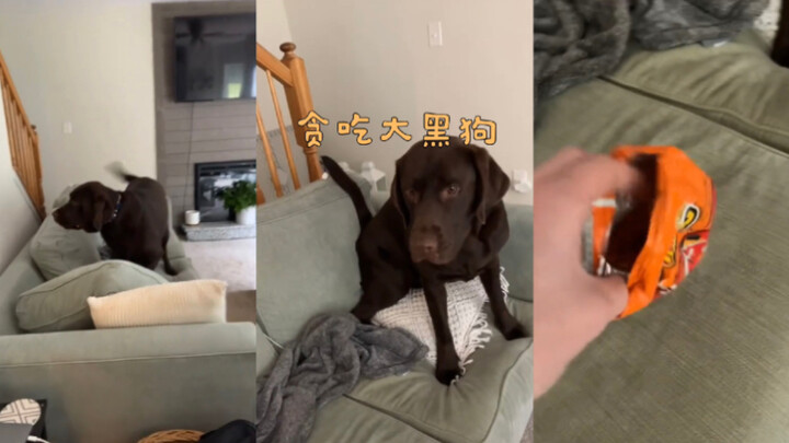 الكلب الأسود الشَّرِه