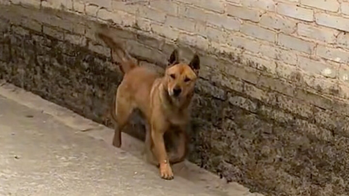 Một năm rồi không gặp, xem con cún còn nhận ra mình không.